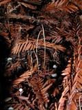 Macrotyphula juncea image
