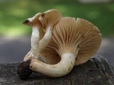 Hygrocybe pratensis var. pallida image