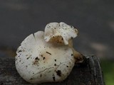 Hygrocybe pratensis var. pallida image