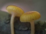Hygrocybe laeta var. laeta image