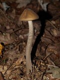 Xerula furfuracea image