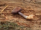 Entoloma diversum image