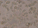 Entoloma diversum image