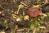Lactarius rufus image
