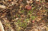 Lactarius rufus image