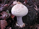 Amanita citrina f. alba image
