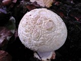 Amanita citrina f. alba image