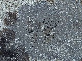 Caloplaca diphyodes image