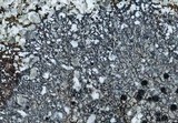 Caloplaca diphyodes image