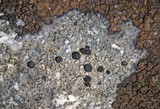 Caloplaca diphyodes image
