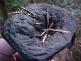 Russula nigricans image