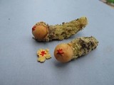 Calostoma lutescens image