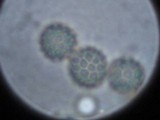 Calostoma lutescens image
