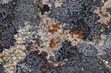 Caloplaca arenaria image