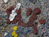 Caloplaca arenaria image