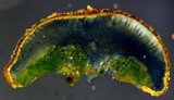Caloplaca arenaria image