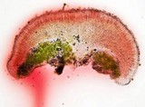 Caloplaca arenaria image