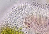 Caloplaca arenaria image