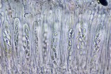 Caloplaca arenaria image