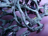 Hypogymnia imshaugii image