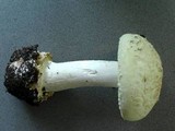 Amanita citrina f. alba image