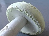 Amanita citrina f. alba image