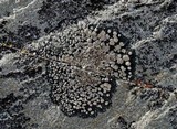 Bellemerea alpina image