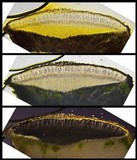 Bellemerea alpina image