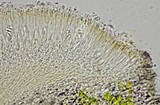 Bellemerea alpina image