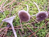 Cantharellula umbonata image