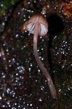 Mycena nebula image
