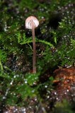 Mycena nebula image