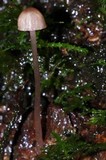 Mycena nebula image