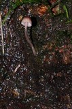 Mycena nebula image