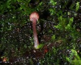 Mycena nebula image