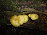 Tricholomopsis sulphureoides image