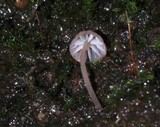 Mycena nebula image