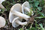 Lyophyllum decastes image