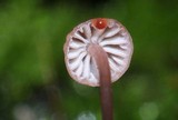 Mycena nebula image