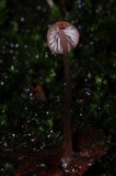 Mycena nebula image