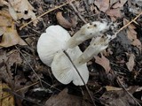 Tricholoma olivaceobrunneum image