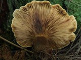 Tapinella atrotomentosa image