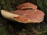 Fistulina hepatica image