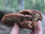 Fistulina hepatica image