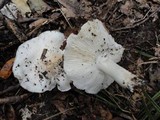 Tricholoma subresplendens image