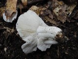 Tricholoma subresplendens image