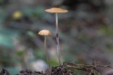Rhizomarasmius pyrrhocephalus image