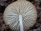 Rhizomarasmius pyrrhocephalus image