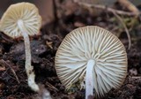 Rhizomarasmius pyrrhocephalus image
