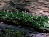 Multiclavula mucida image